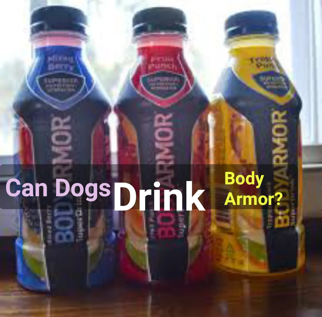 Can Dogs Drink Body Armor?