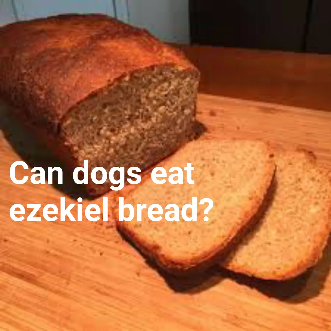 can dogs eat ezekiel bread?