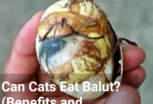 Can Cats Eat Balut? (Benefits and Drawbacks)