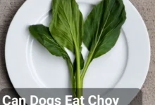 Can Dogs Eat Choy Sum?