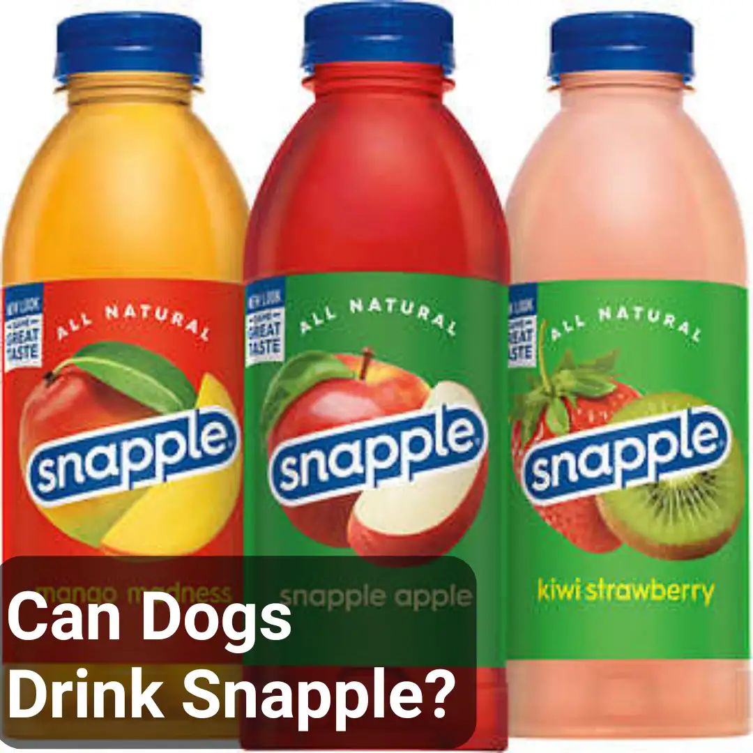 Can Dogs Drink Snapple?