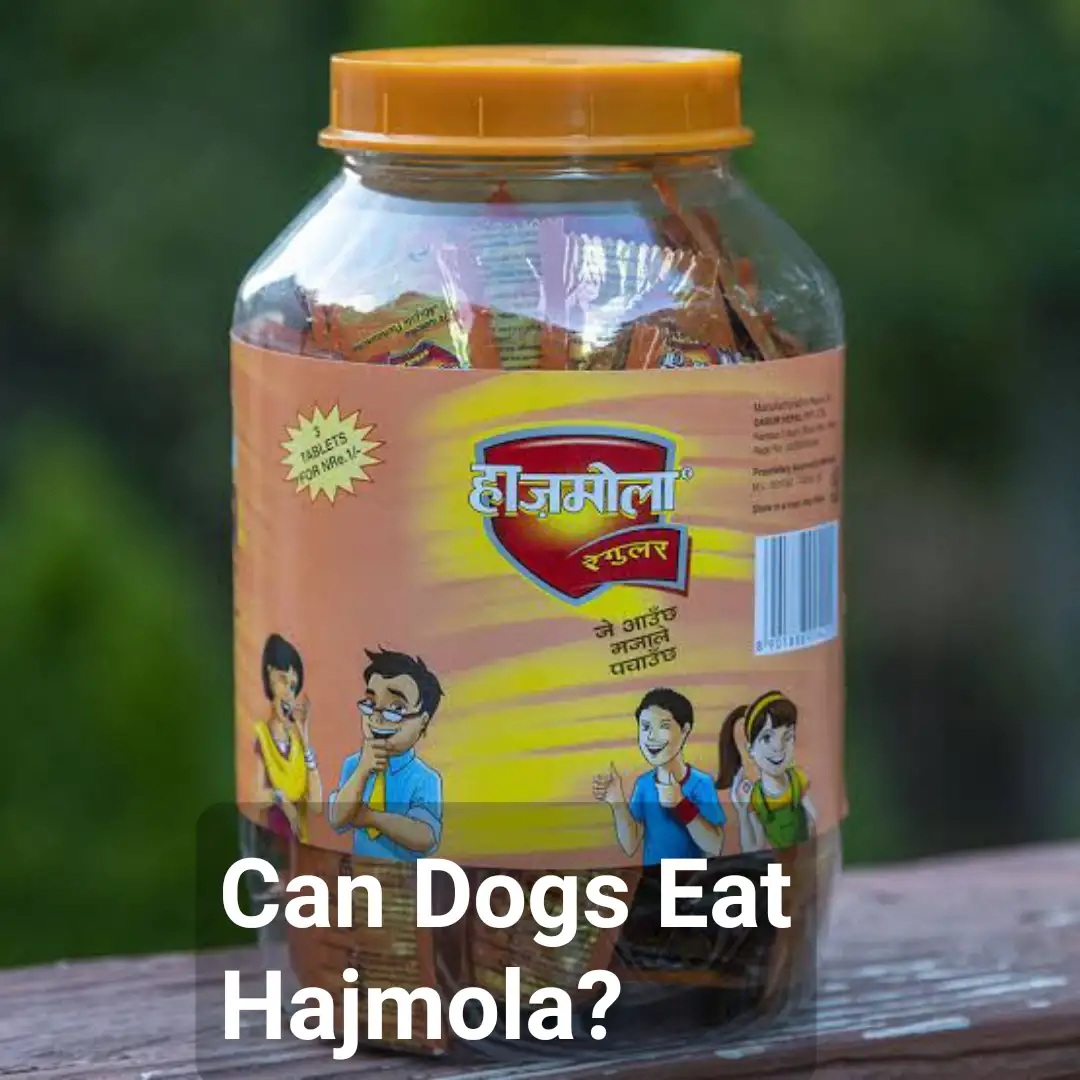Can Dogs Eat Hajmola?