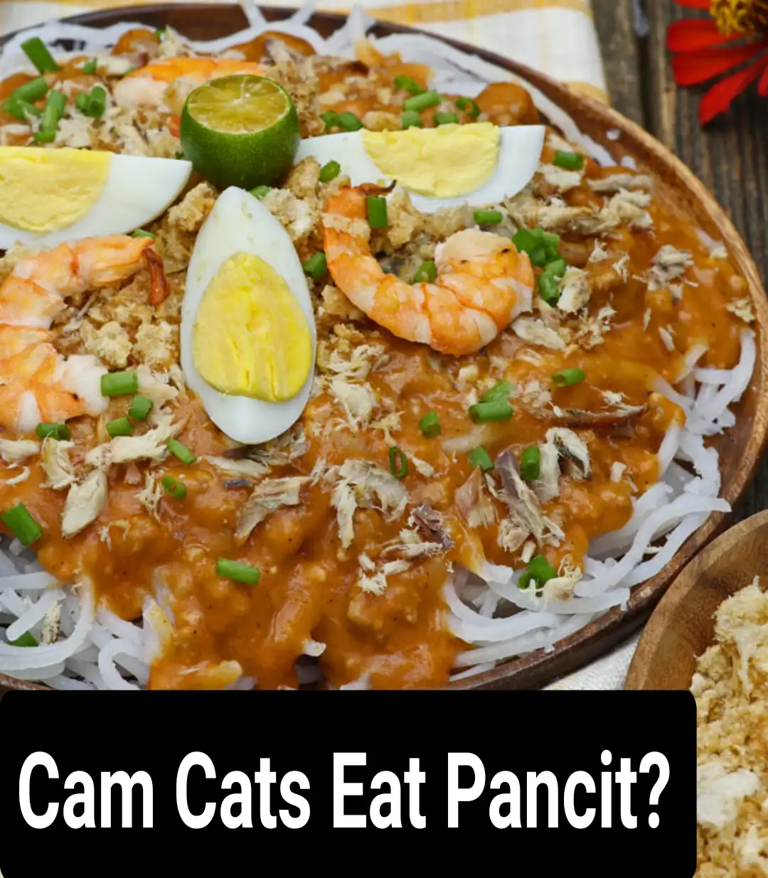 Cam Cats Eat Pancit?