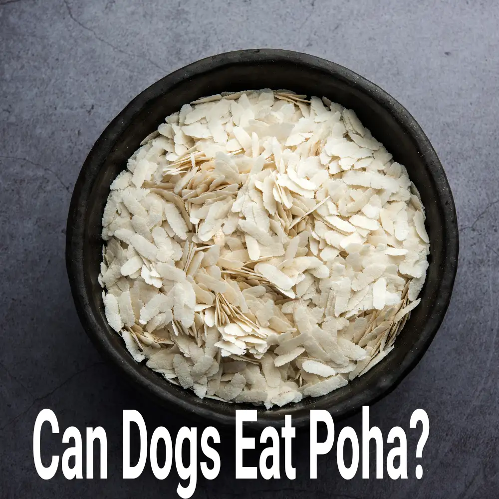 Can Dogs Eat Poha?