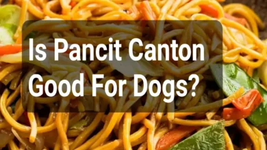 Is Pancit Canton Good For Dogs?
