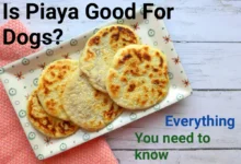 Is Piaya Good For Dogs?