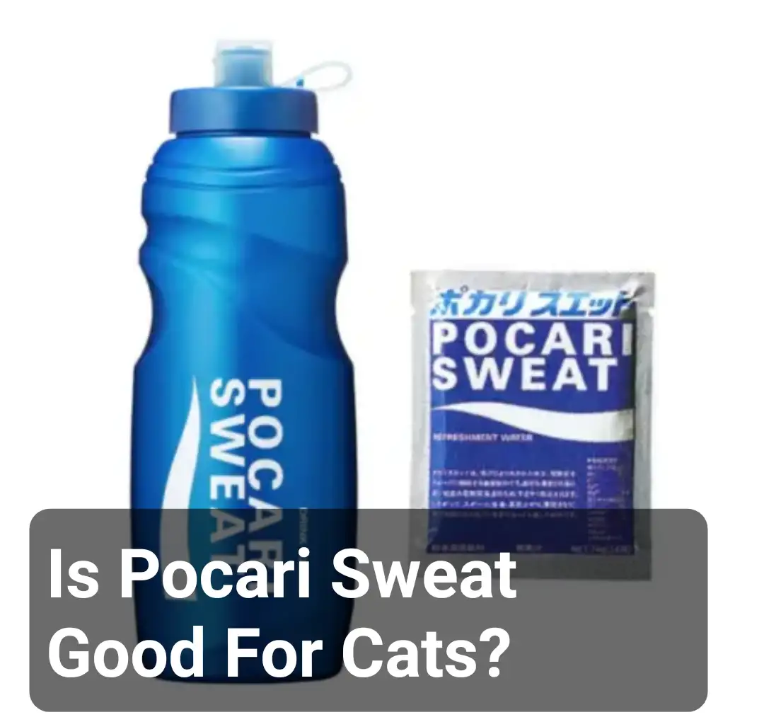 Is Pocari Sweat Good For Cats?