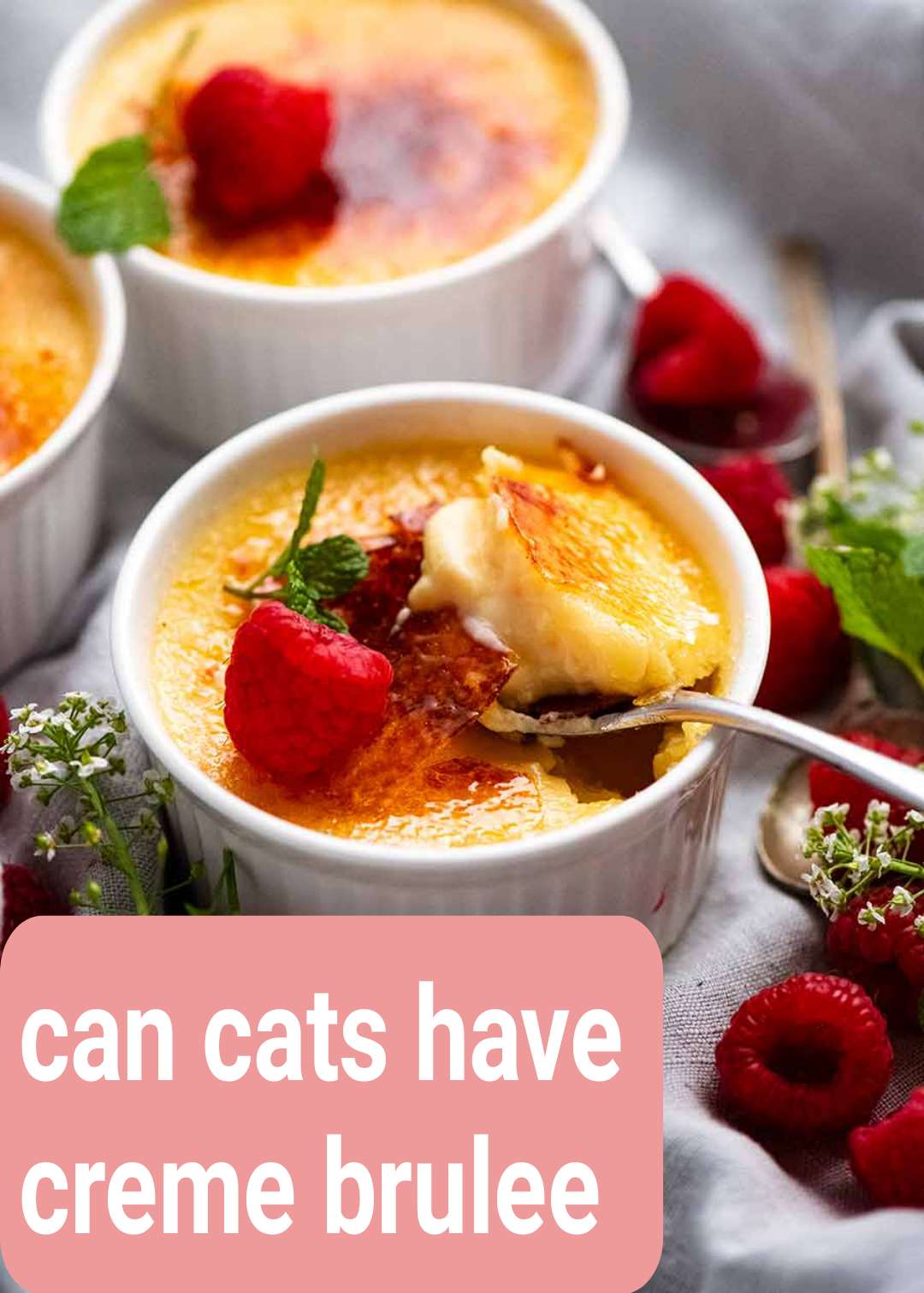 can cats have creme brulee